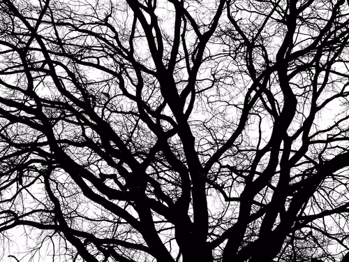 Item #13665938074563914331498291329920780757136253607588816979915017107887808839681 Media