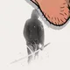 Nutsack Ninja