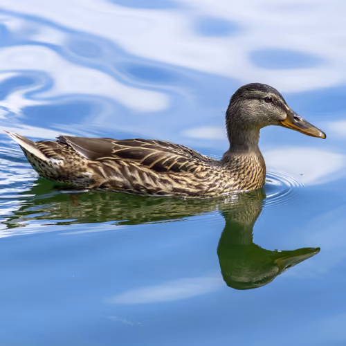 Beloved animals #8