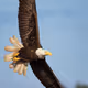 Bald Eagles of British Columbia