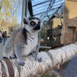 Zoo Boy