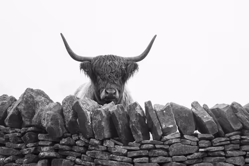 Item #96661707284894299444635219906598425654694917167299737376541026845087722635297 Media