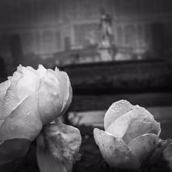 FogRoses
