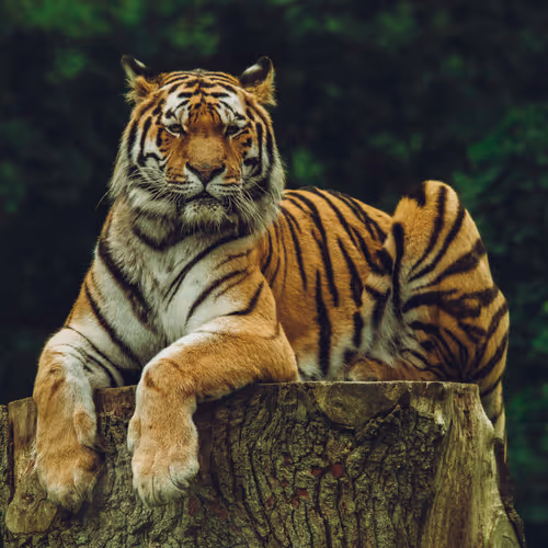 The Types Of Tigers In The World