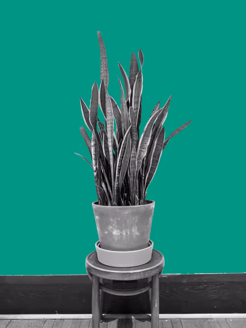 Item #25379124807980713745219244606437574046087384809022650852355167093928725839873 Media