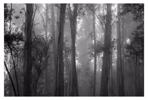 Item #67795505619931490141593079376400316859417509145610672143318596156609141932033 Media