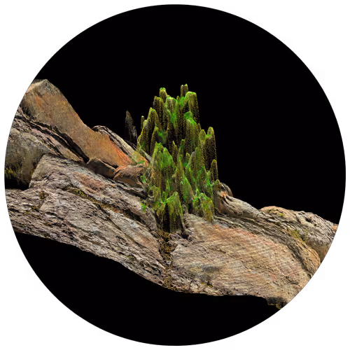 Item #3297889266964821186108216166808061648097153390725508810487041791587214426113 Media