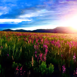 Cotopaxi Wildflowers #1