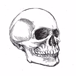 Skull _02