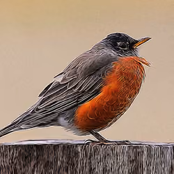 Robin #001