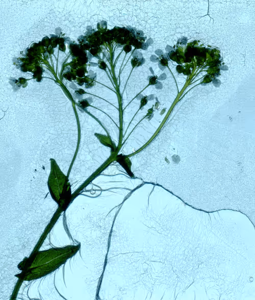 Item #111011725726495855372299514845268257360181815302247514251443823719740870754305 Media