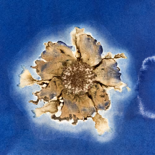 Cyanotype – Cosmos – 80% - #3