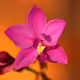 Nature Blooms