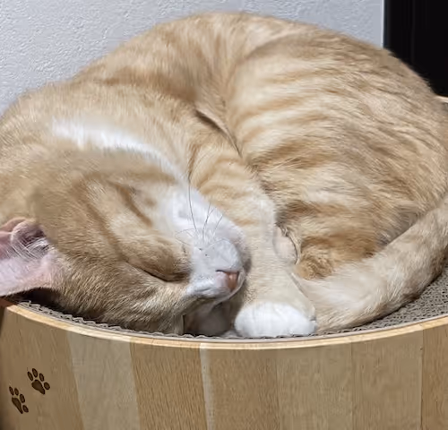 sdot_works Collection