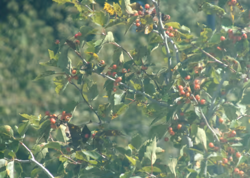 Item #61051240571971779841838649405693456424568018504308900476674196447561584214017 Media