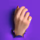 roya_shahi Collection