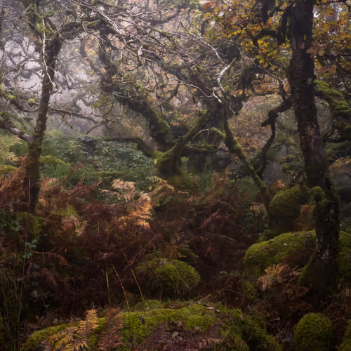 Mysticalwoodland