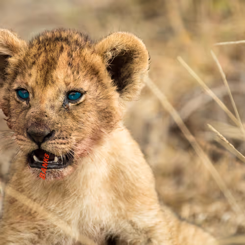 21286616541368493270952273154919658706491111186853565386377985441105820254209