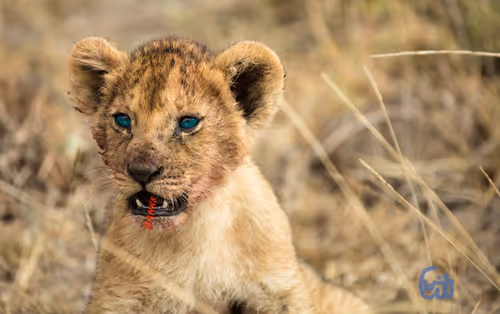 Item #21286616541368493270952273154919658706491111186853565386377985441105820254209 Media