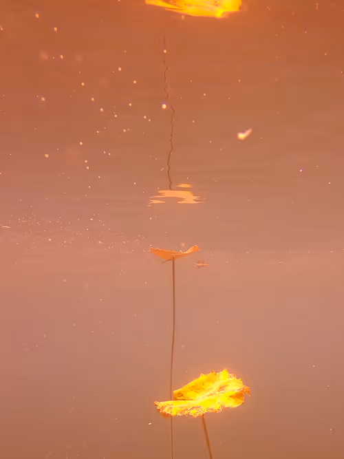 Item #115430421716330114127925714386191036467996783471008022249532804593531280687105 Media