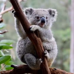 Koala 26