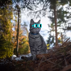 Noun_the_Cat 0001