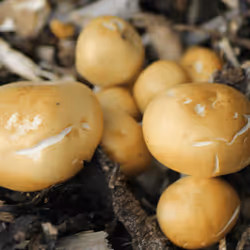 51124555051901614330264480006545612592022390906904121289505624528323864428545