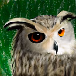 owl