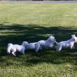 PUPPY TAILS