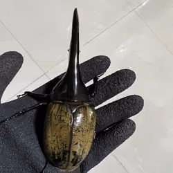 Beetle DAO 06