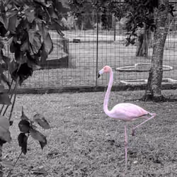 Real men wear pink flamingos 