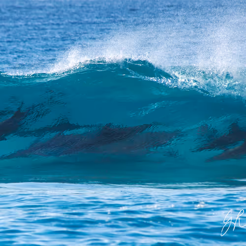 Coastlifephotography