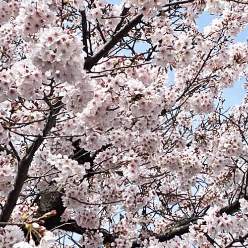 Voxel-akko Collection - old V4