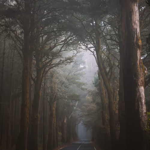 The Path