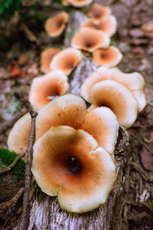 Item #82322208500116421993130884842979431008416159305028645188187704725144386666497 Media