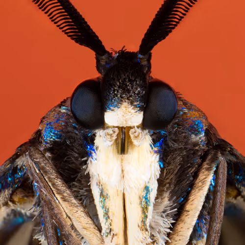 Insectportraitseries