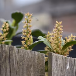 Over The Fence