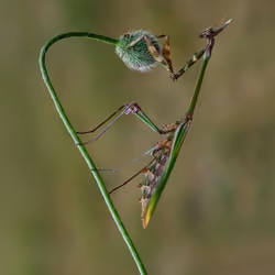 Love in nature #4