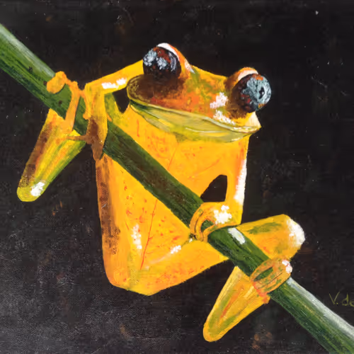 Frog by VdeFB