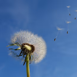 Item #63872104322137826492373913444308908855215247655736770560003516063775595692033 Media