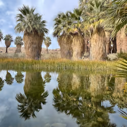 Desert Oasis