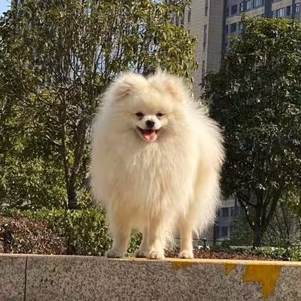 Cute Pet: The Small Rock/Strawberry Collection