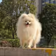 Cute Pet: The Small Rock/Strawberry Collection