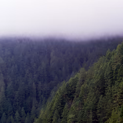 through the fog