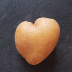 potato "Linda"