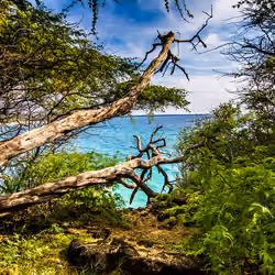 The island