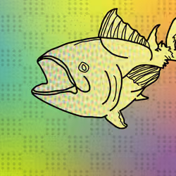 Atlantic Blue Fin Tuna #53