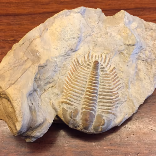 Trilobite fossils #00001