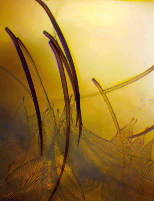 Item #71646257518770613568983710813551014237803002136866425209291833820685401063425 Media