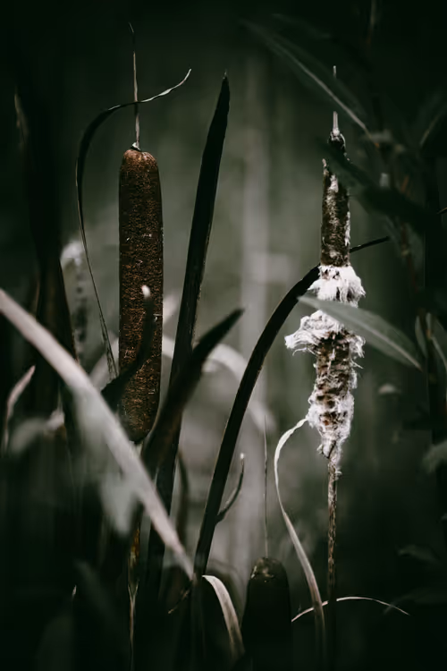 Item #46709965239587215851558087466762379659612403751449934923508460078108409593857 Media